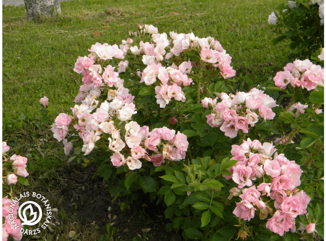 Rosa rugosa   'Ābeļzieds'
